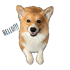 Potter Potter Corgi!