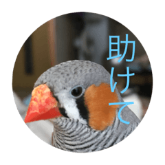 キンカチョウです。