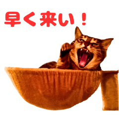 うちの猫たちは今日も自己中