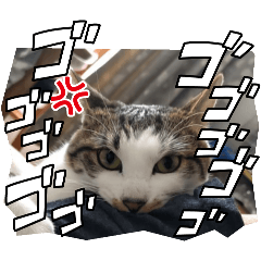 どこにでもありそうなネコのスタンプ