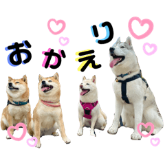 ハスキーのあおきゅん＆柴レンジャー