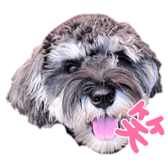 シュナウザーの最中