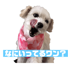 犬のハナちゃま
