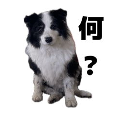 シロちゃんの毎日スタンプ2