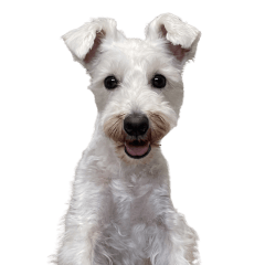 白シュナとーたの日常