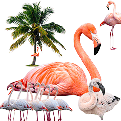 BIG! フラミンゴ　実写