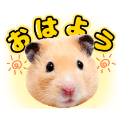 どうもポムです‼️〜ポムくん実写スタンプ