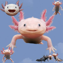 ウーパールーパー　実写