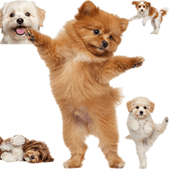 ポメプー　実写