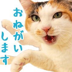 使える！ねこファミリーのあいさつスタンプ