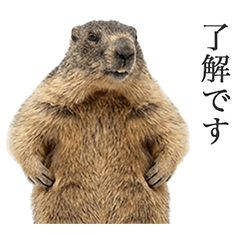 ずっと使えるマーモット