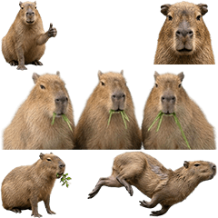 BIG! カピバラ　実写２