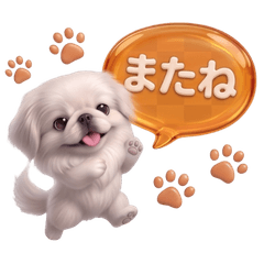 元気で健気な白い子めんま