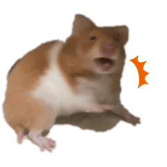 Hamster bu tsun