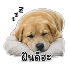 Cute Dog Mood
