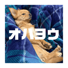 ちゃこさんの本音