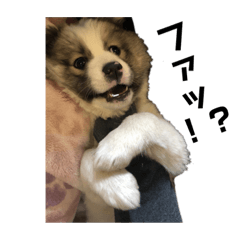 ベイビーふくさん