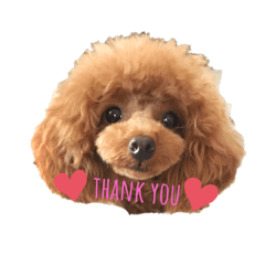 トイプードルのshell