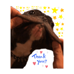 フレブルとパグ4