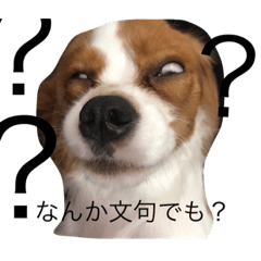 キャバリアのチップくん