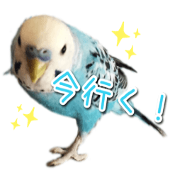 インコさんといっしょ