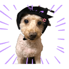 ワンニャンスマイル