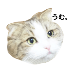 マンチカンねこの雅(みやび)