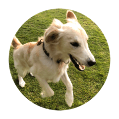 三匹のレトリバー