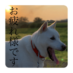 セミ丸とお友達２