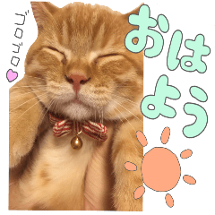 短足マンチカンのうにちゃん♡