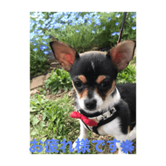 黒チワワ⑥まめたん　春うららスタンプ