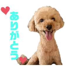 トイプードル　cocococococo