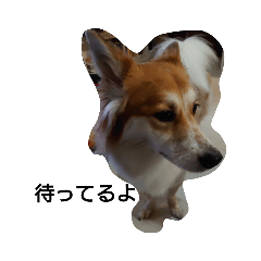 まめちゃんの毎日スタンプ