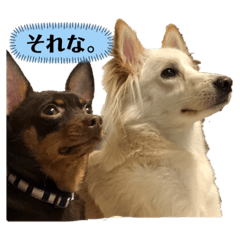 チワピンと山犬