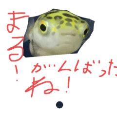魚たちがいます。2