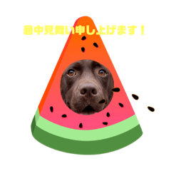 こたろう（チョコラブ4）夏