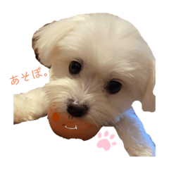 ココくんの毎日