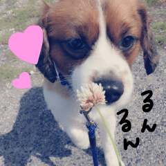 うちのわんこ「ミロ」