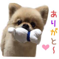 リアルDOG Wan de FULL2 ワンがいっぱい☆