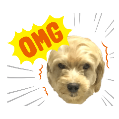 GRAPE_20201104105333