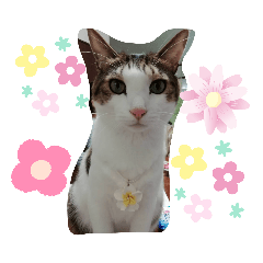 ただかわいいだけのキジシロのジローくん