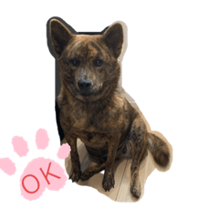 甲斐犬　桜と羽虎