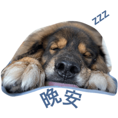 Brandon and His 5 Cats