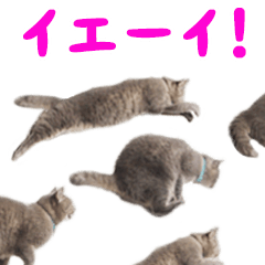 飛び出す！ハイテンションにゃんこリメイク