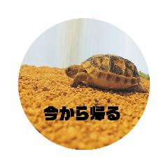 カメな気持ち 2