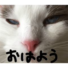 ラグドール☆うりてん兄弟