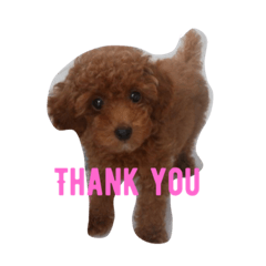 トイプードル アポロくん