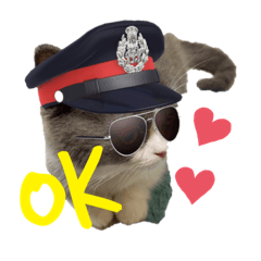 マンチカンのぴーちゃん