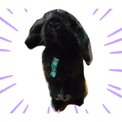 みんなのサリー