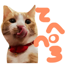 茶トラ猫のレオさん